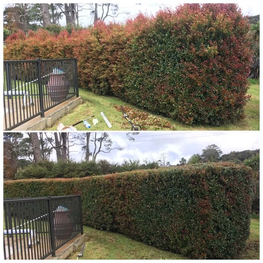 Before & After photos of tall Syzgium sp. hedge trimming