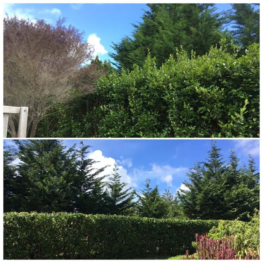 Before & After photos of Griselinia hedge trimming