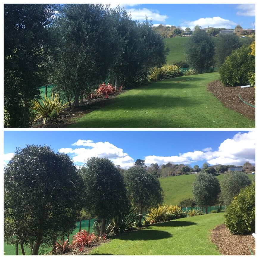 Before & After photo showing Olive tree trimming