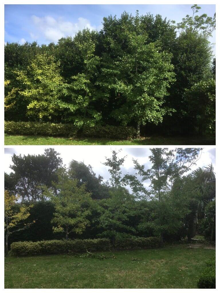 Tall hedge topping/reduction pruning B&A photo
