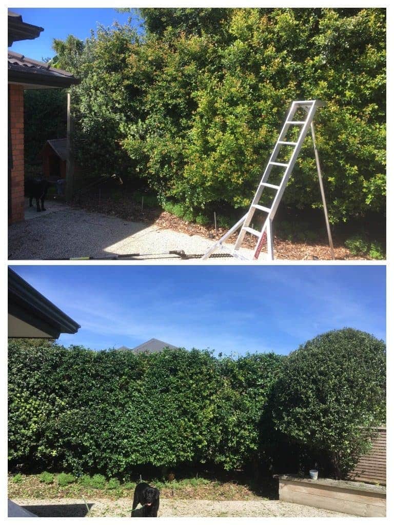 Before & After photo of Syzygium hedge trimming