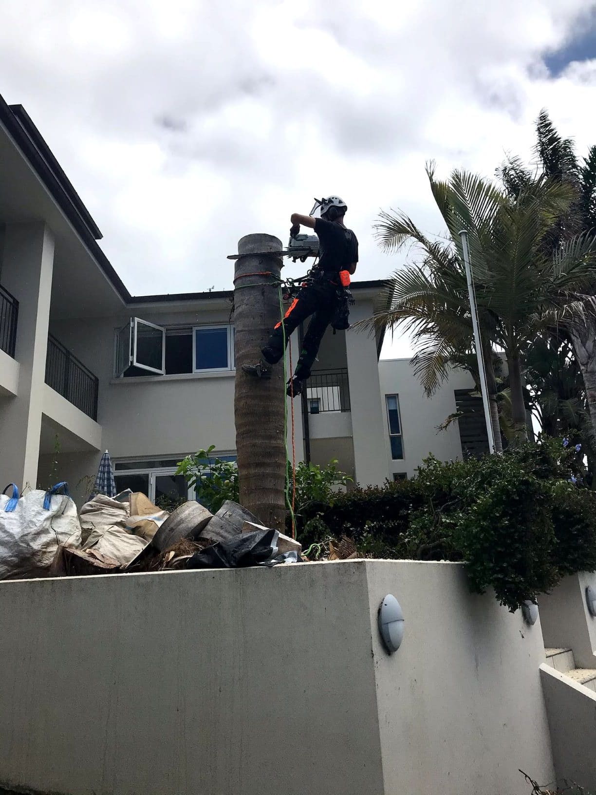 Photo of arborist dismantling palm tree