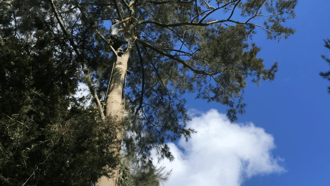 photo of climbing arborist Todd Haskell aloft tree-pruning branch of she-oak tree (Casuarina sp.)