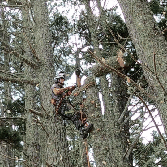 Todd Haskell Arborist dismantling pine tree aloft using chainsaw