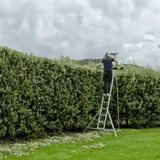 photo of Todd Haskell Arborist trimming a tall hedge in Auckland