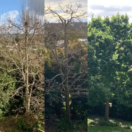 collage of 3 photos showing an oak tree before and after reduction pruning by Todd Haskell Arborist, with spring regrowth visible — professional tree pruning arborist service in Auckland